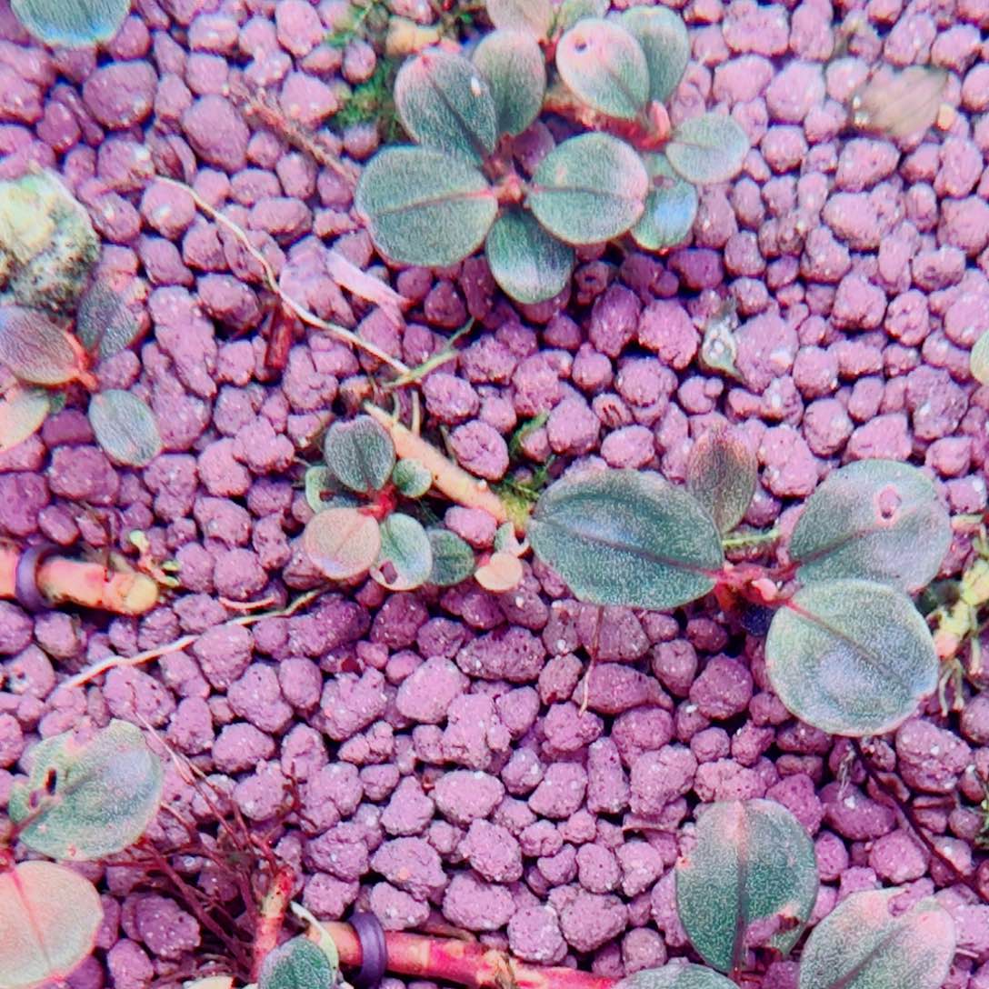 无花朵福利红脉麒麟一头