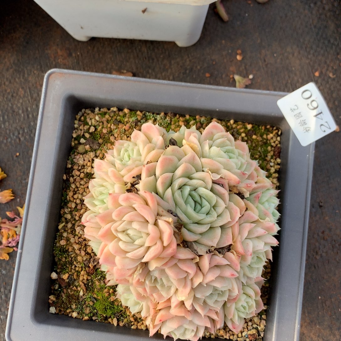 2460 杂交精品基地11厘米