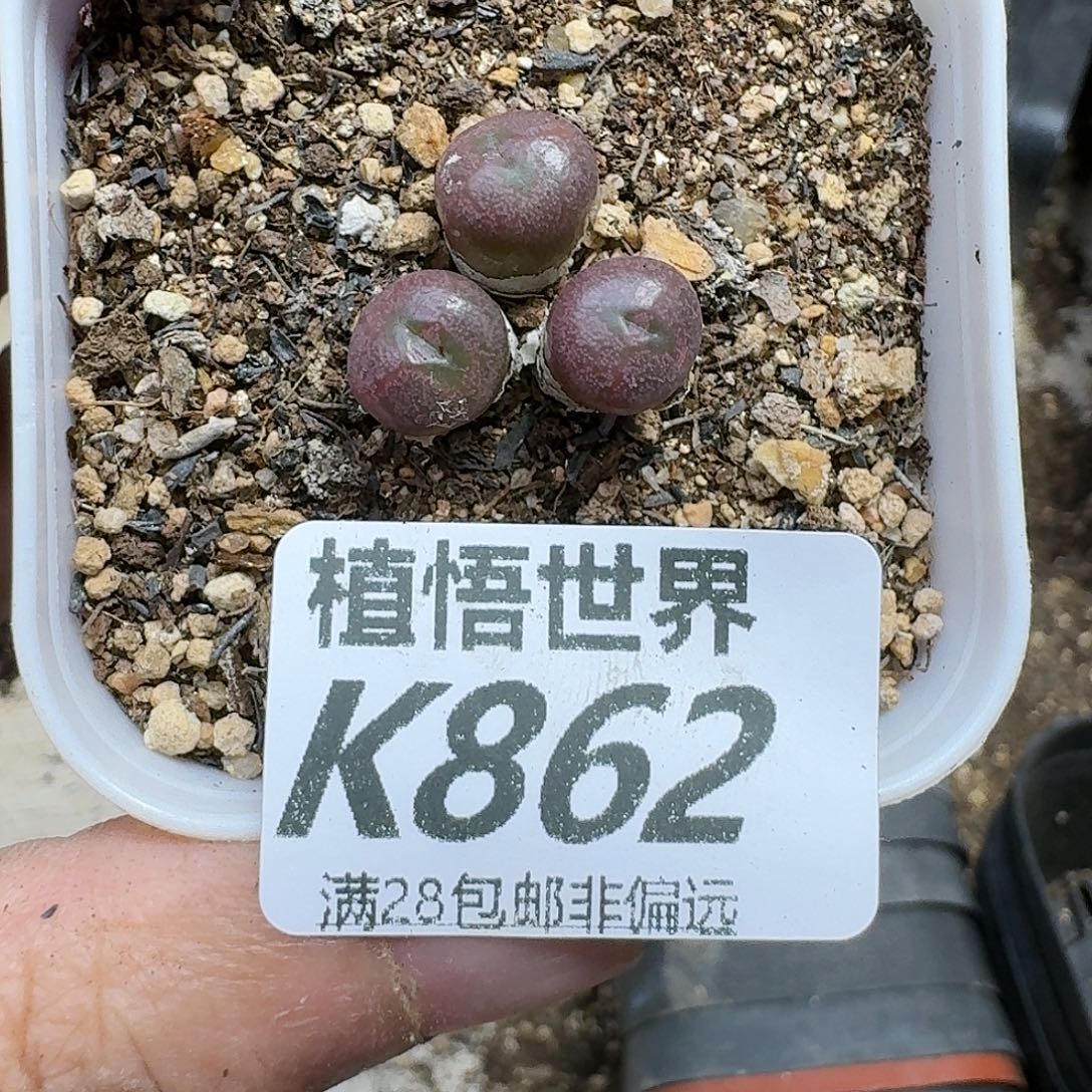 多肉植物的人生fhb