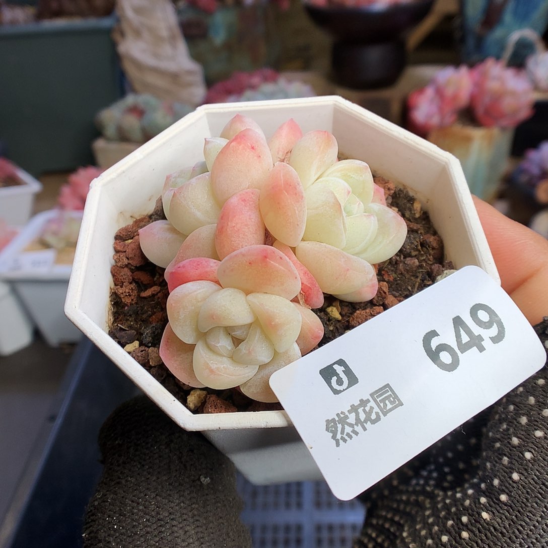 649冰玉多肉植物65662