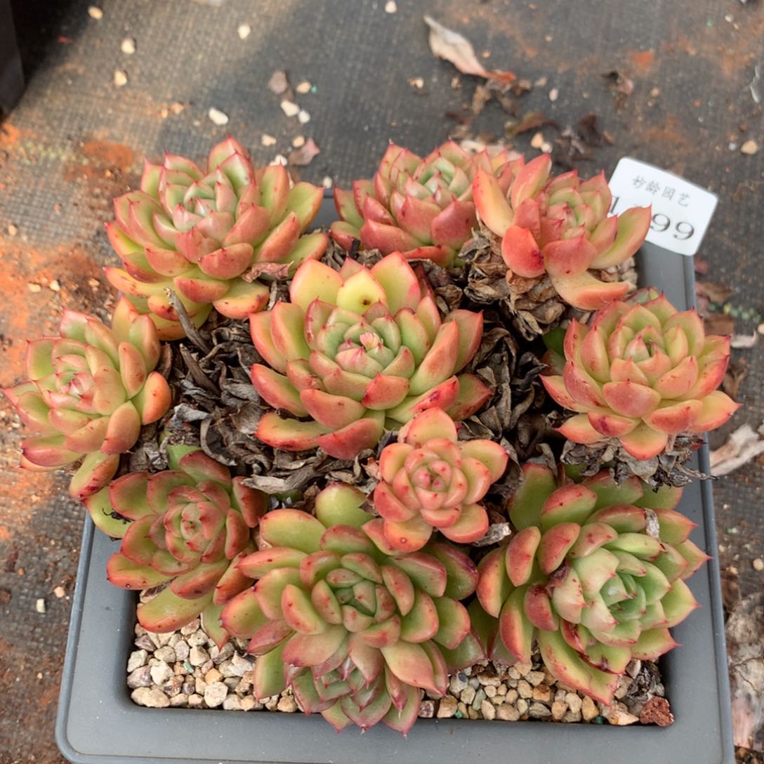 1199新年快乐发发发