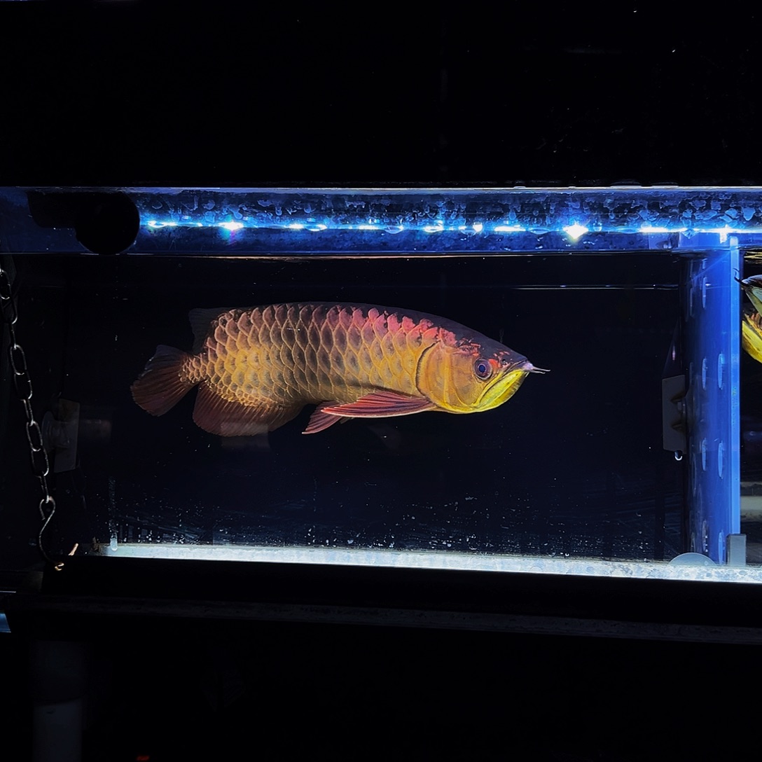 龙鱼马来西亚古典过背