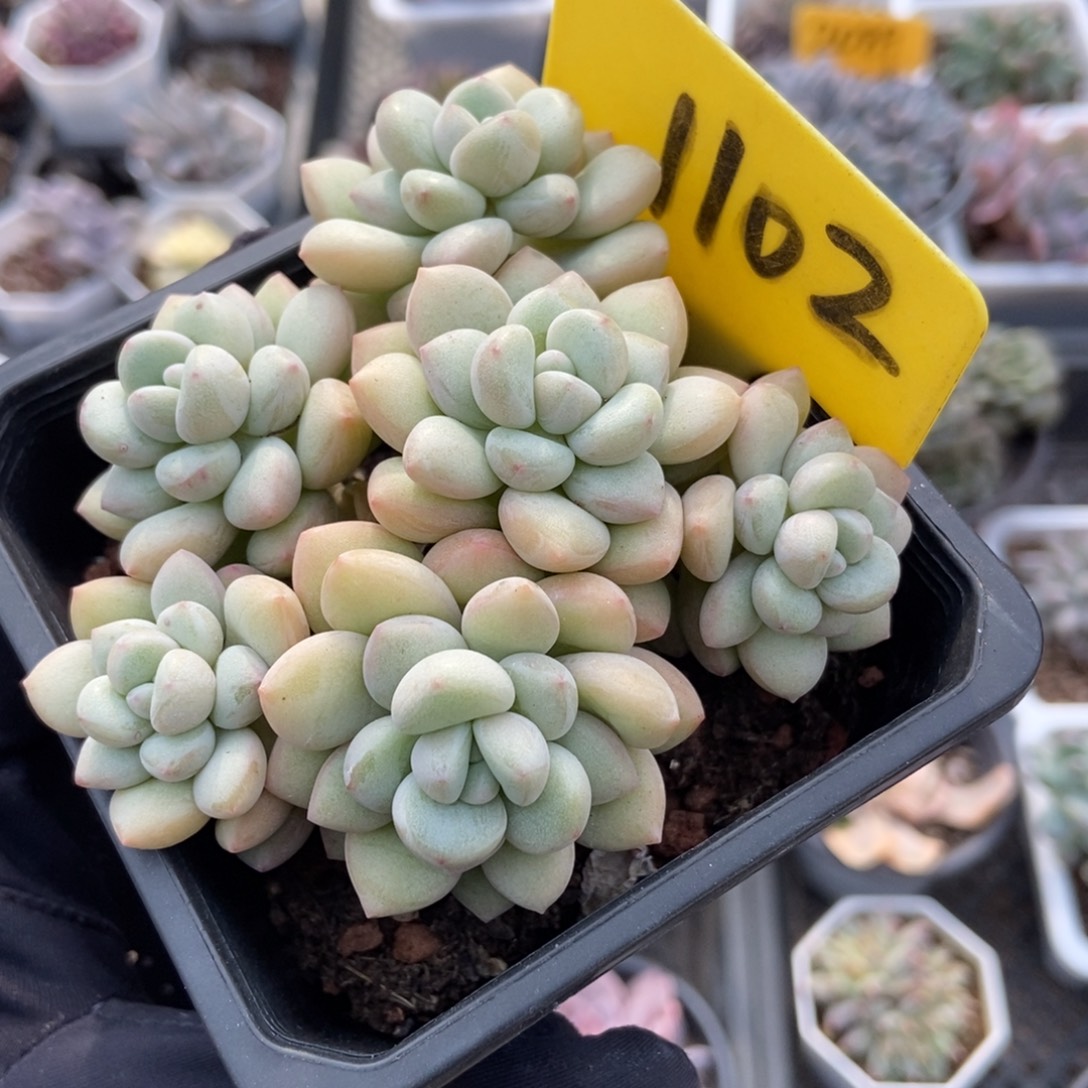 1102泡泡糖多肉植物