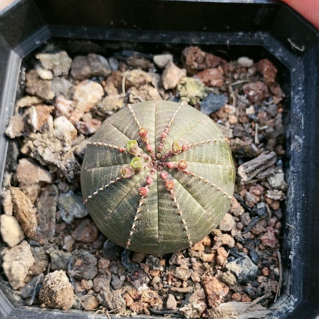 637布纹球哈哈哈哈哈