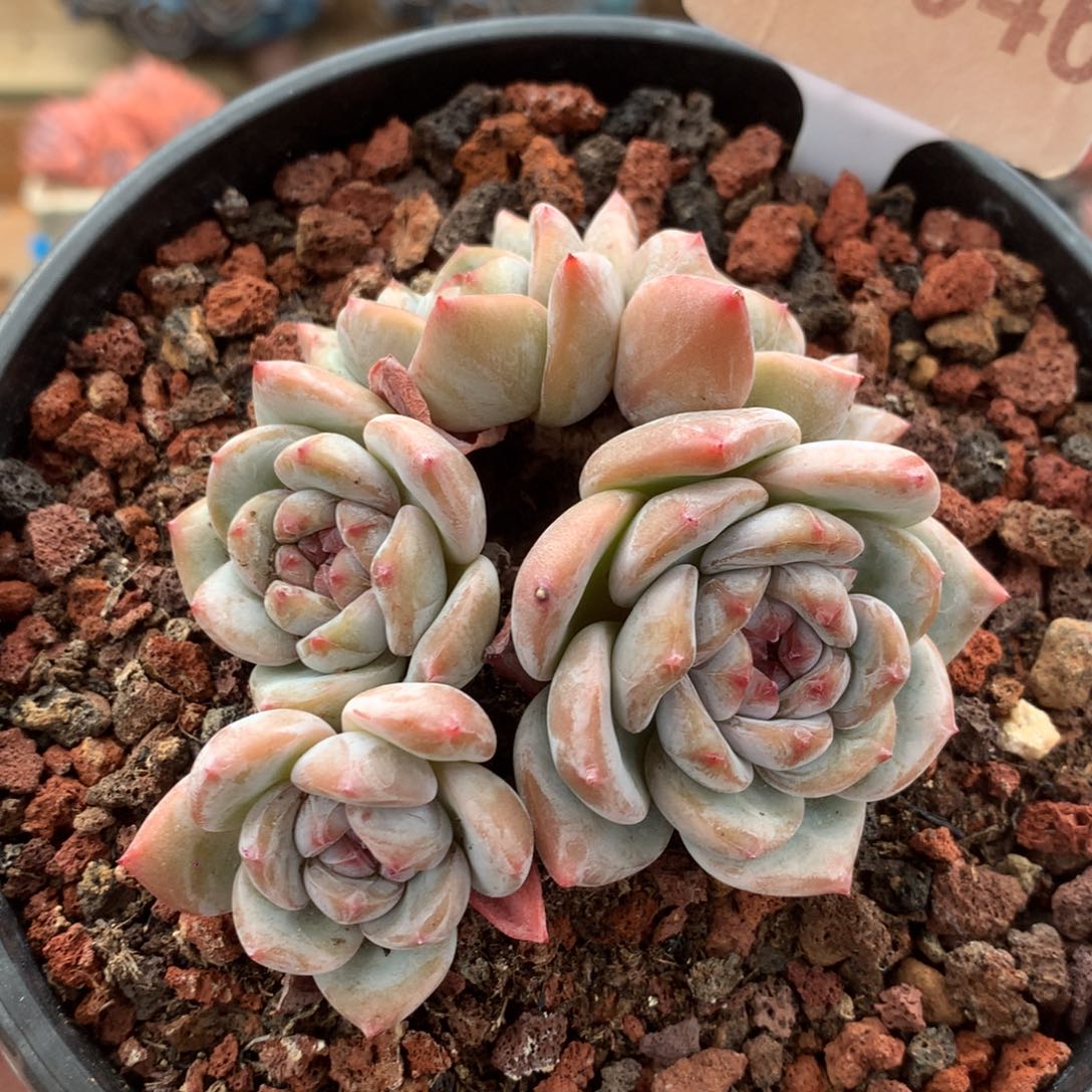 D0046 开播福利 星影 有砍 8.5cm
