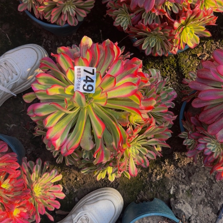 后羿花29-2包邮花花