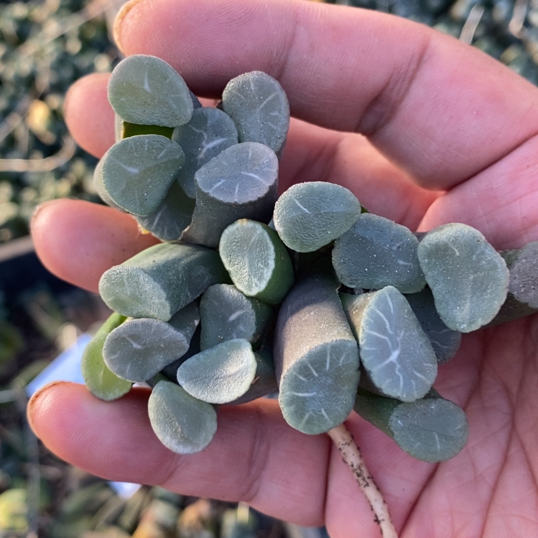 3017 一颗实生大糯窗万象 挑大的发货