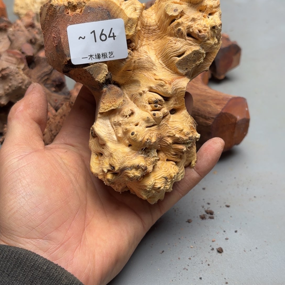 飞***草无花朵         164