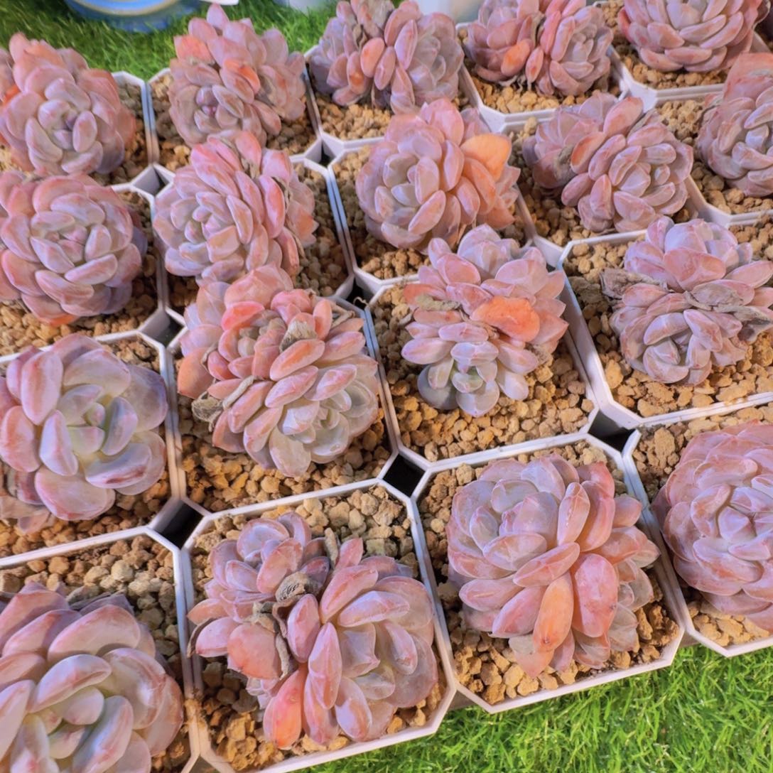 多肉植物橙梦露群两颗一组