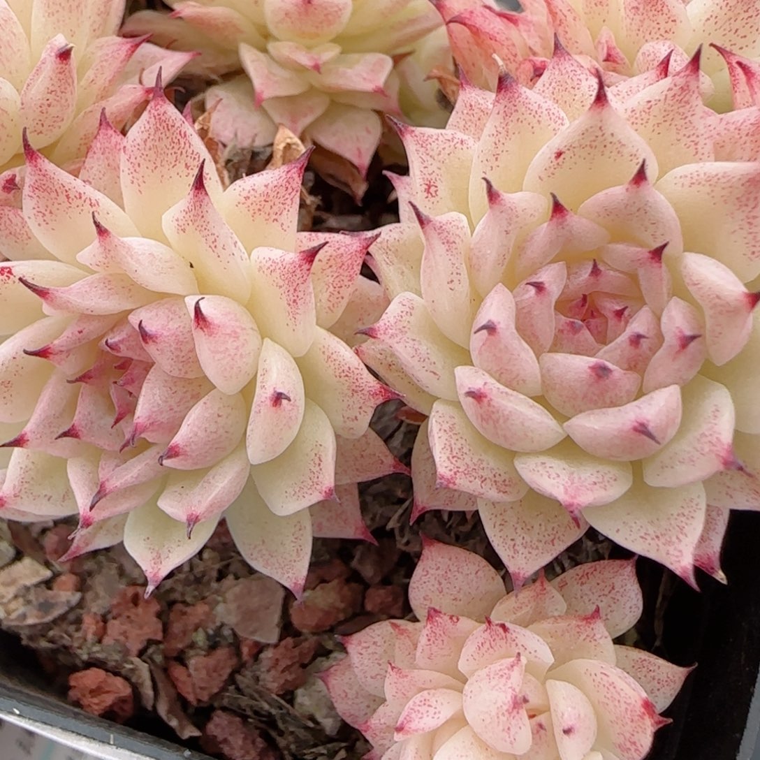 花语多肉1223-200紫魔仙散开播福利