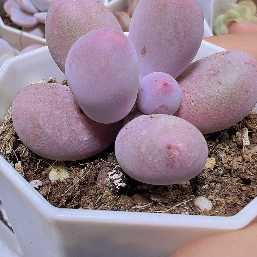 米可奶19包邮多肉植物