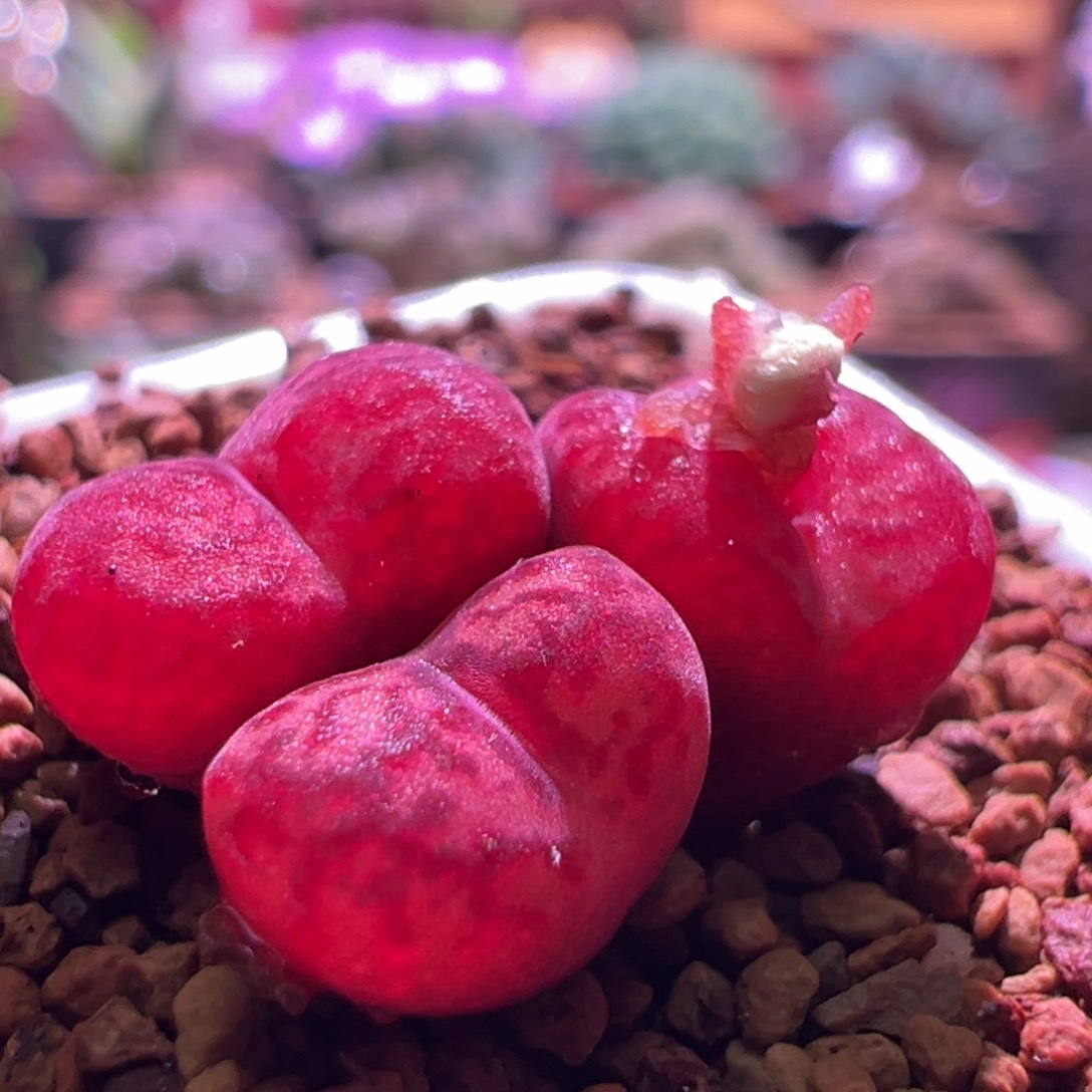 1212，吕杂，肉锥植物