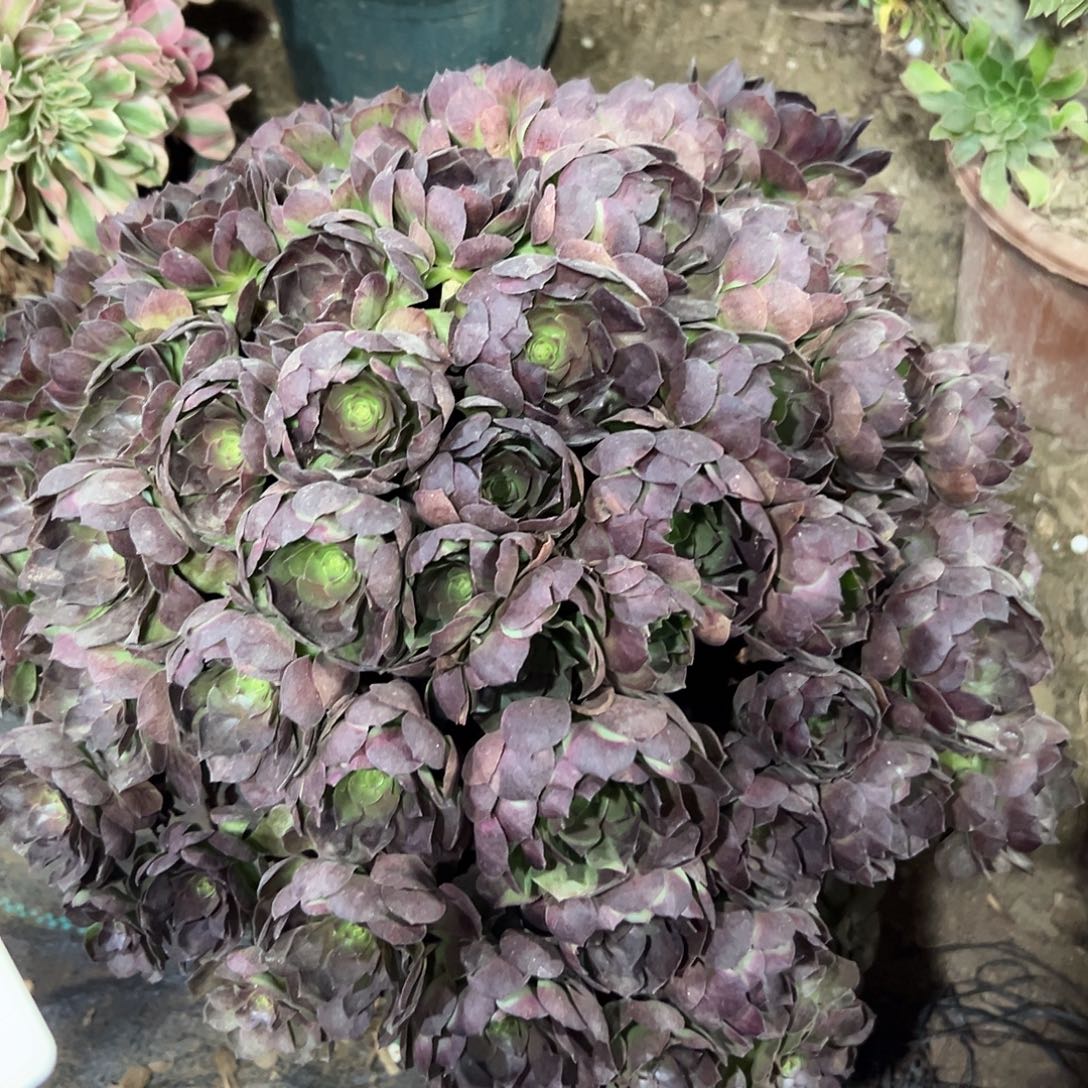 多140肉植物紫罗兰法师