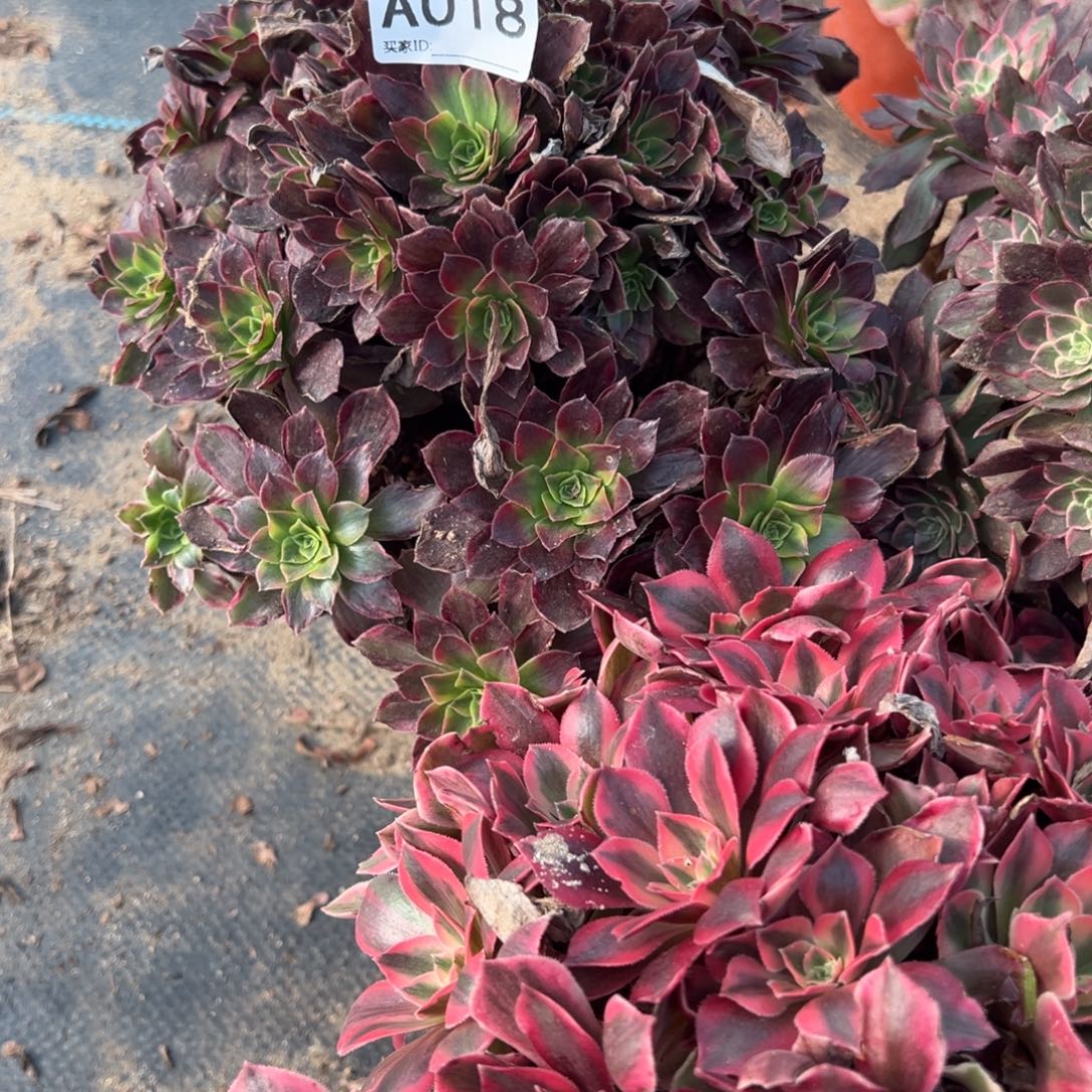 018安娜多肉植物法师