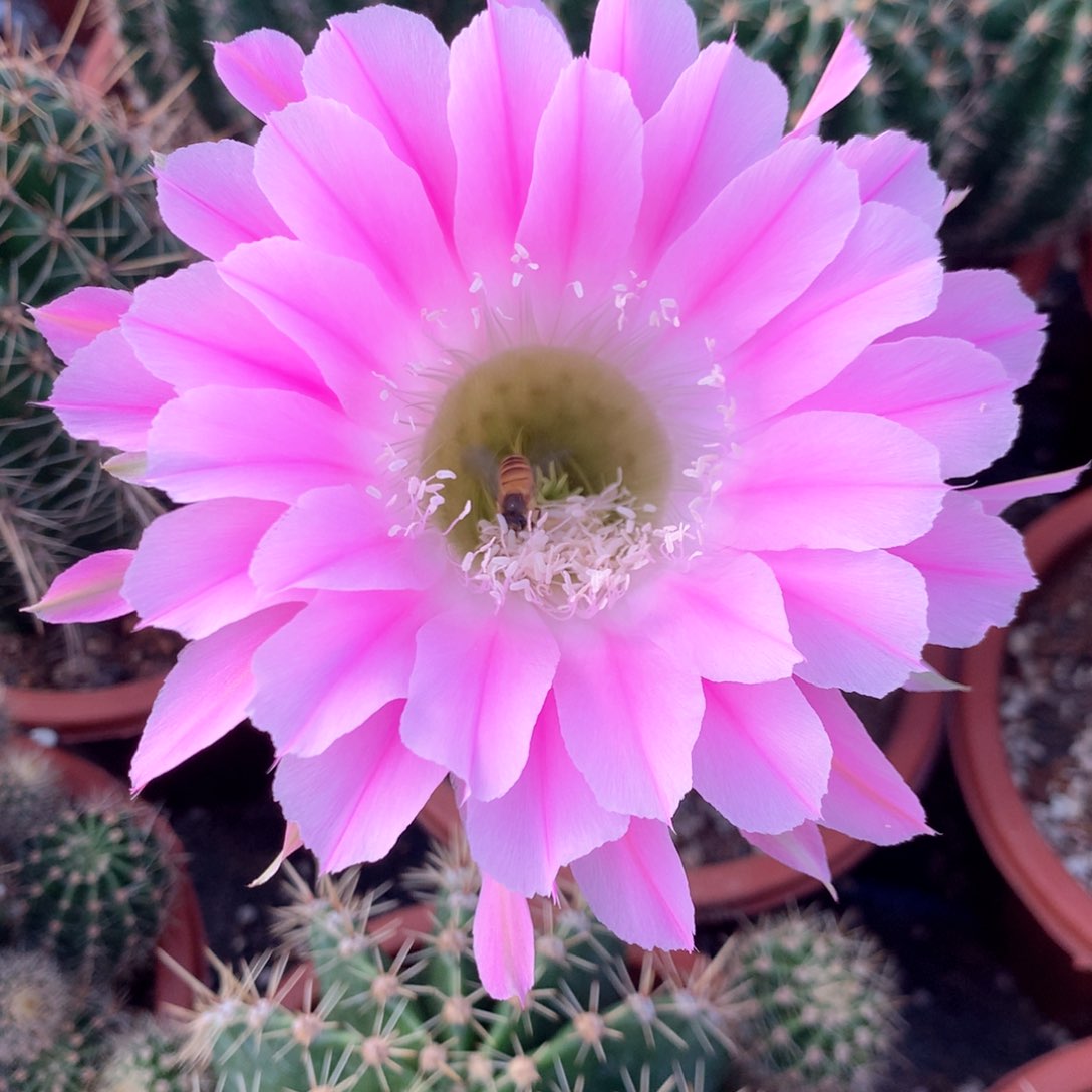 6773实生彩草15公分杯