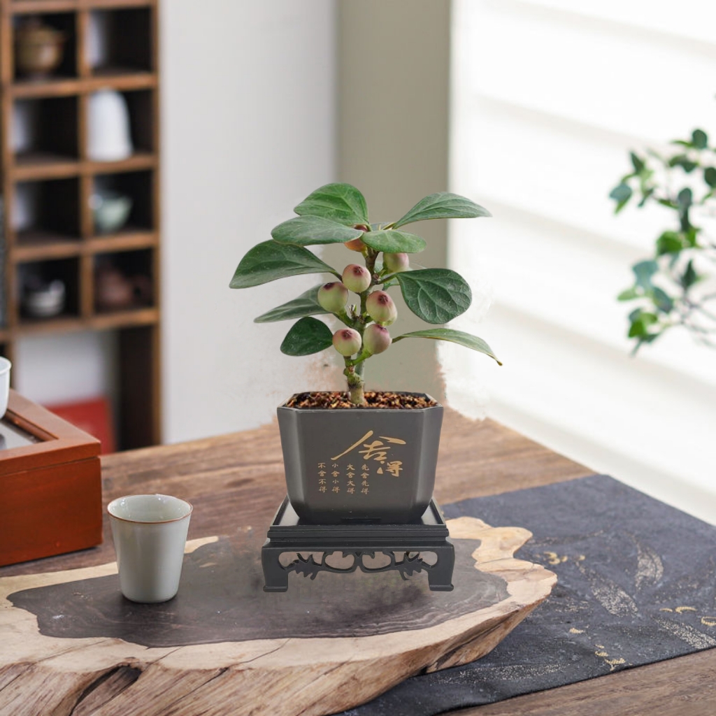 带果小盼菩提盆栽室内净化空气桌面盆景好养活绿植新中式植物