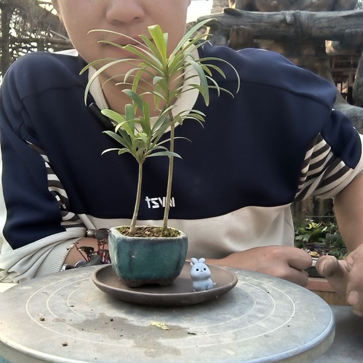 ?****?小盆景小植物一物一拍90
