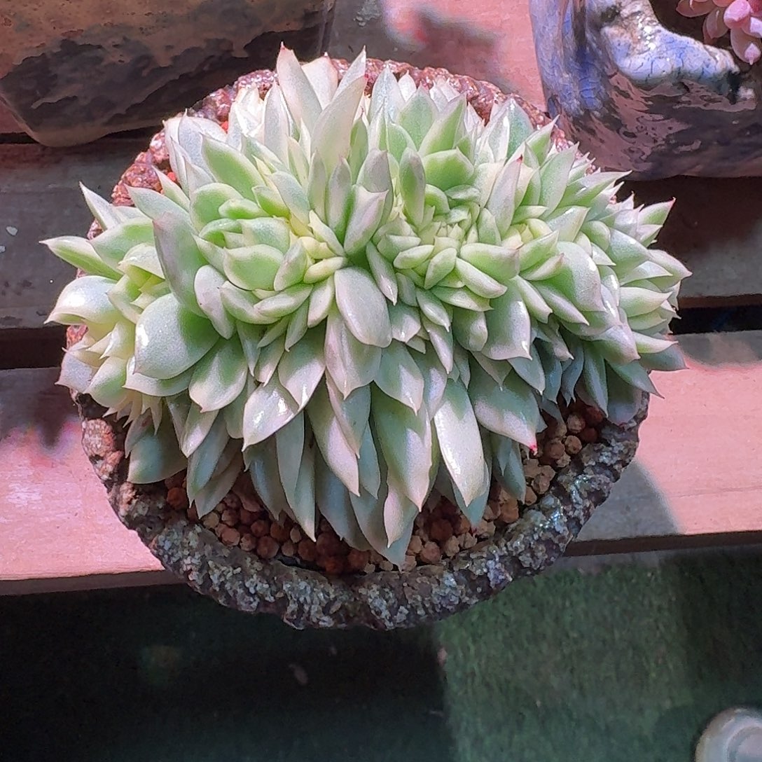 (***寻缀化多肉多肉多肉