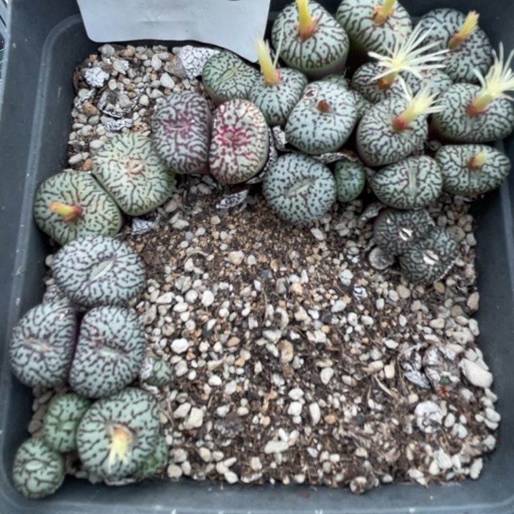 509日系墨带盆母本