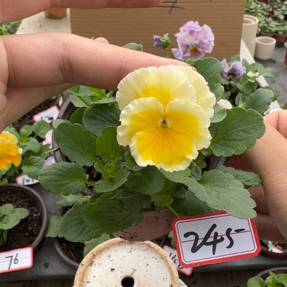 大部分花苞少量开放245