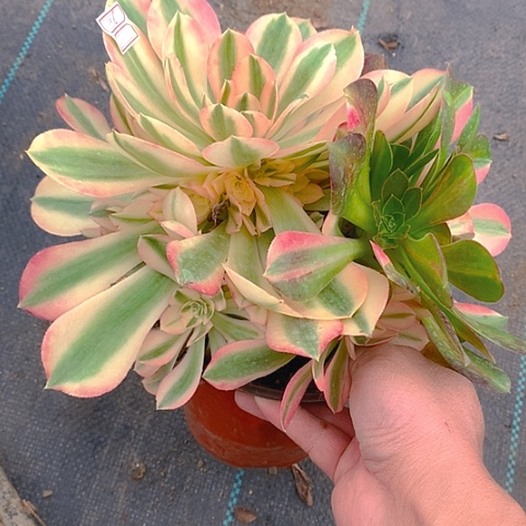 116粉女巫多肉植物