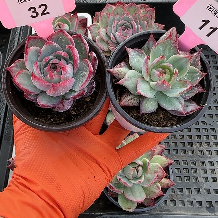 浅***笑32、11 惊鸿仙子多肉植物6-9cm