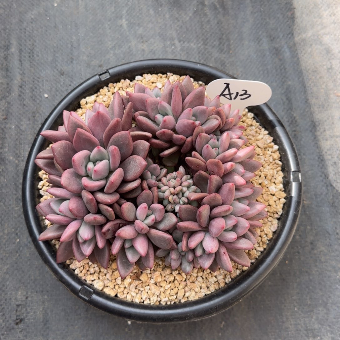 *****A13阿啊阿啊阿啊阿啊