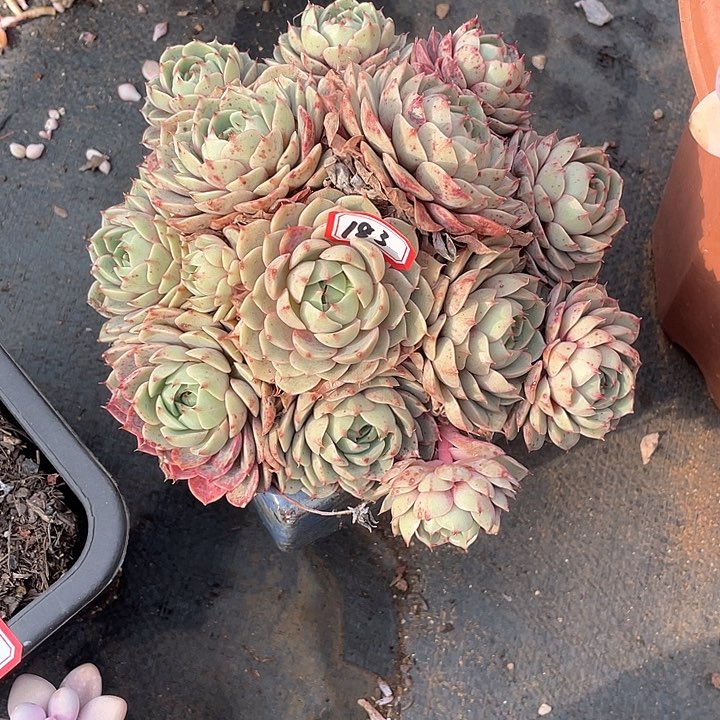 183苯巴蒂斯 一物一拍多肉