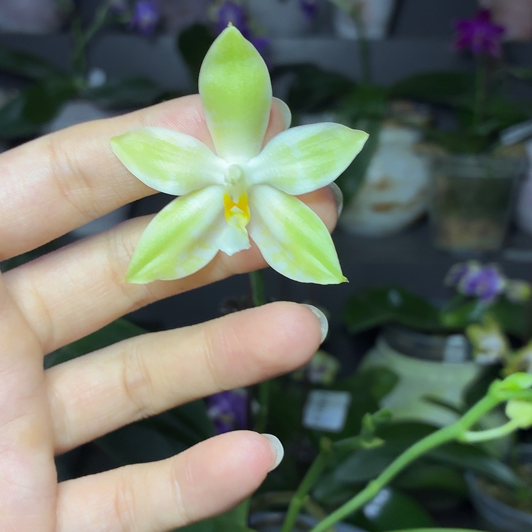 当前无花朵，栽培后可花朵A1103yss1168