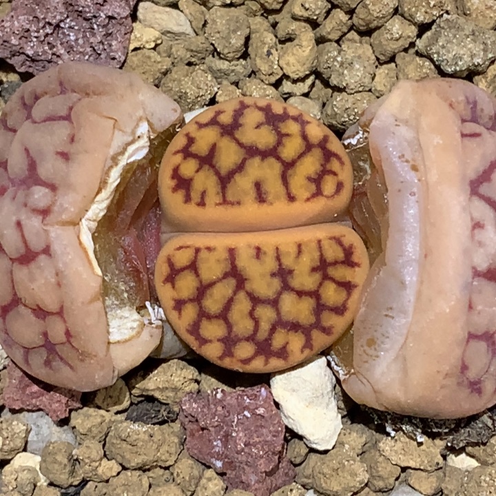 精品多肉植物魂石