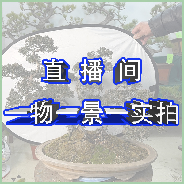 安徽“京苑盆景”珍珠地柏室内济州真柏精品造型盆景绿植盆景树
