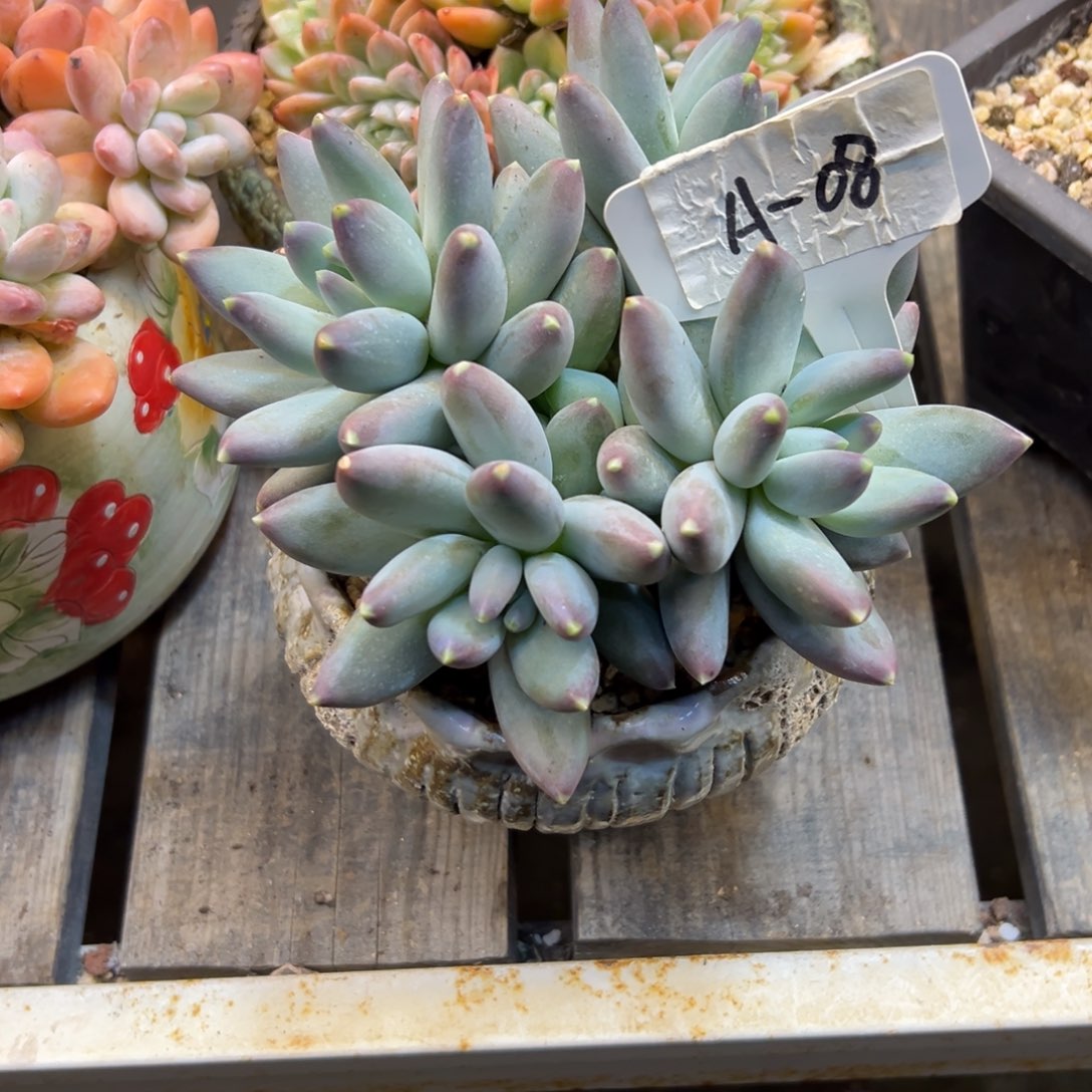 Y***N美人杂08号一物一拍多肉