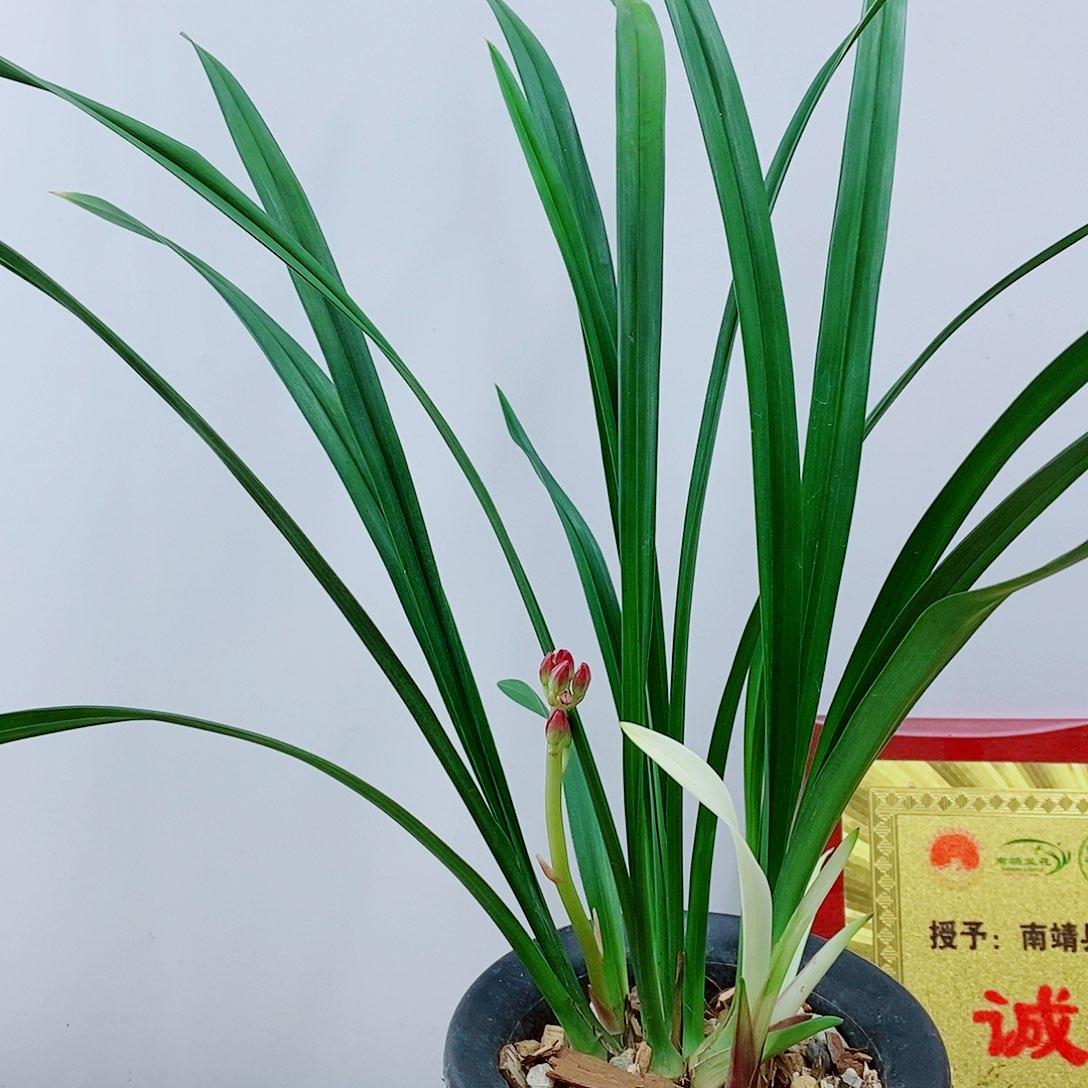 少量花朵（建议范围：2朵-5朵 或40%以下）