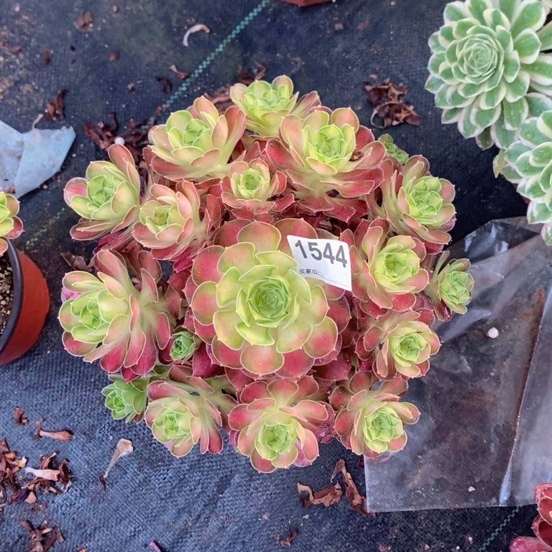 韶华1544多肉1111