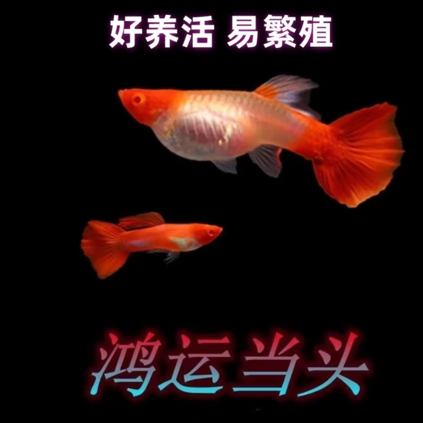 鸿头当头纯种孔雀鱼活体热带小型观赏鱼好养养鱼耐活可繁殖