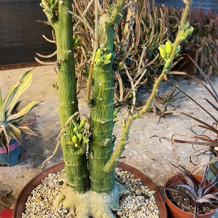 圣果西番莲双枝岔带盆发