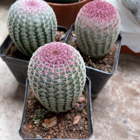 三盆花太阳仙人球9米仙人球