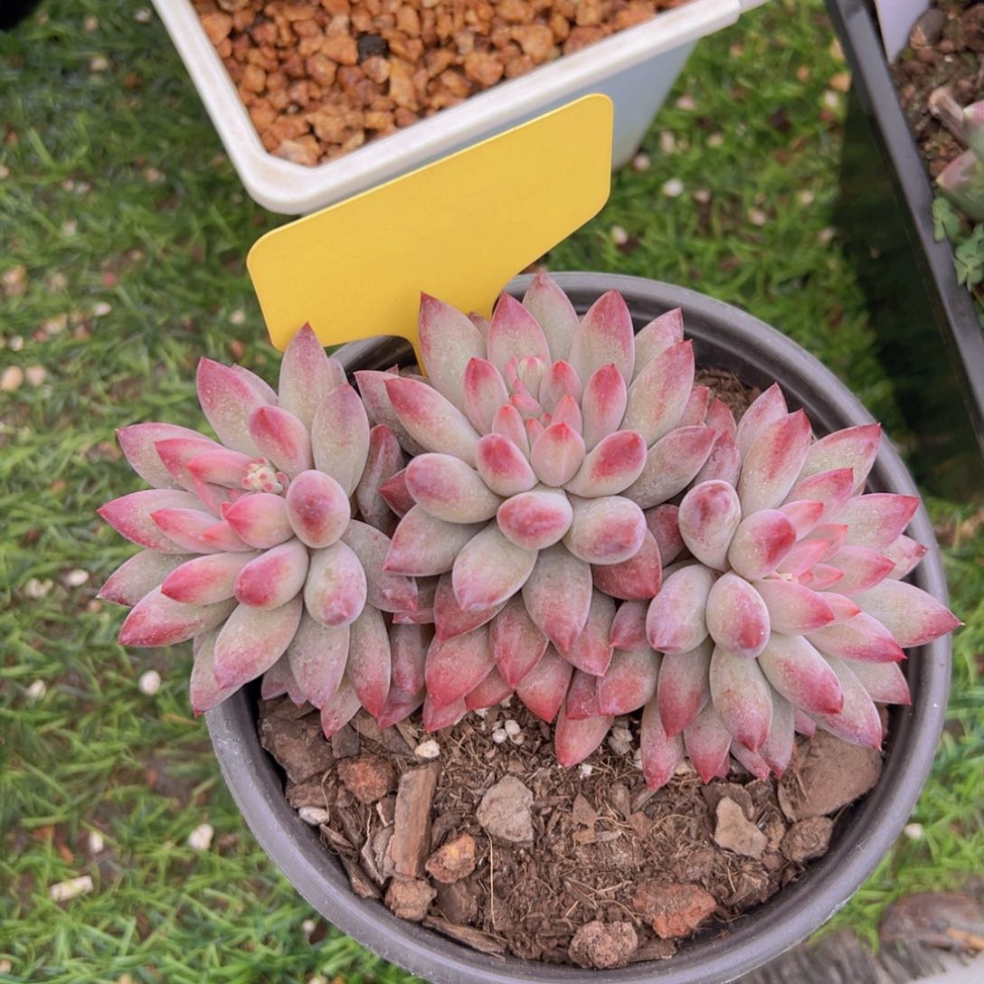 香玉的故事是一个人的