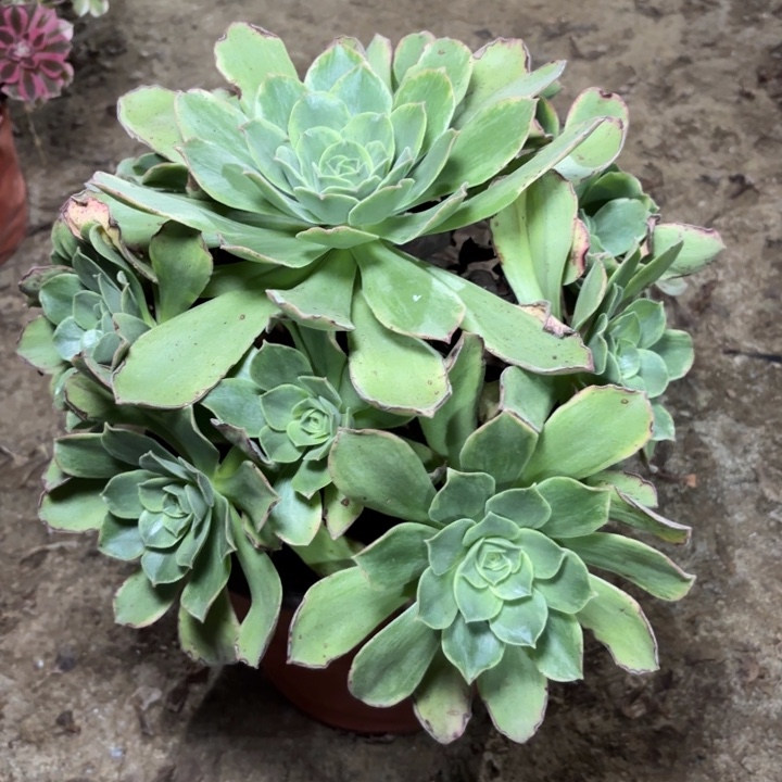 多肉植物玉龙观音锦47