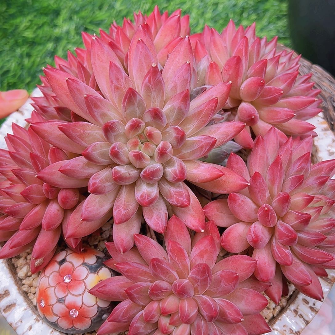 美肉肉6665555888888