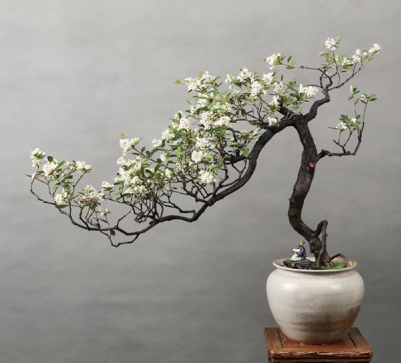 福建海岛熟桩海岛栀子花