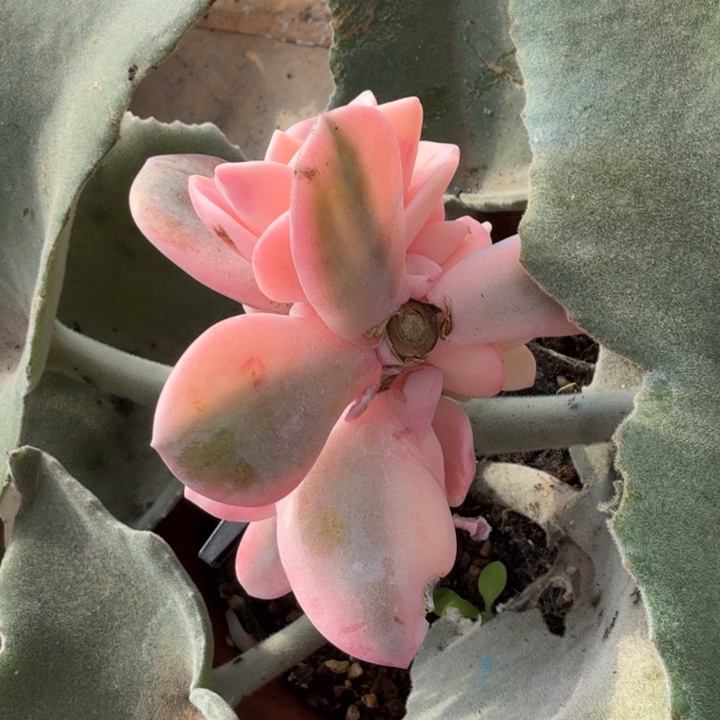 奶茶锦yi ke du zuo qun