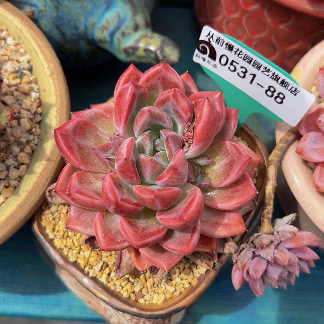 多肉一物一拍0531-88