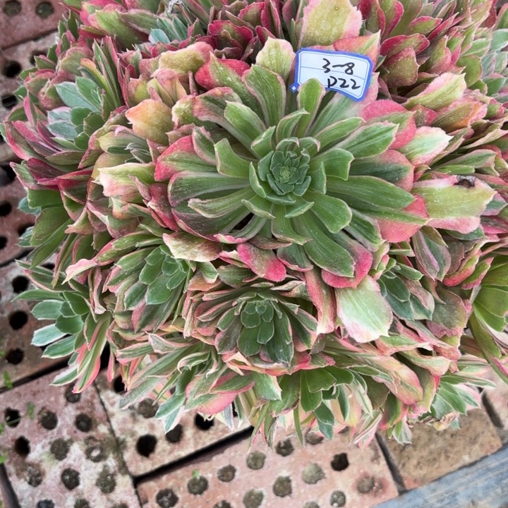 冉*光辉多肉断枝不包22