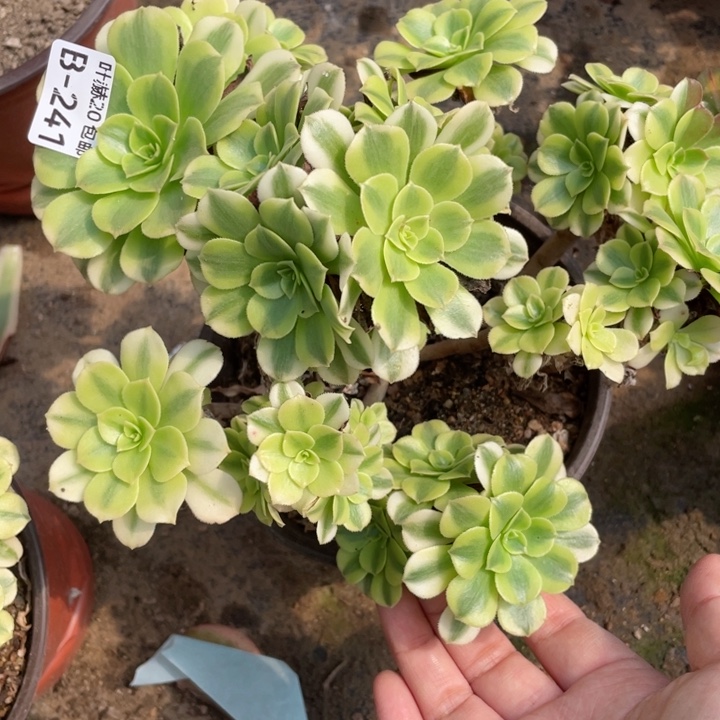 241绿豆莎不包掉头12344789