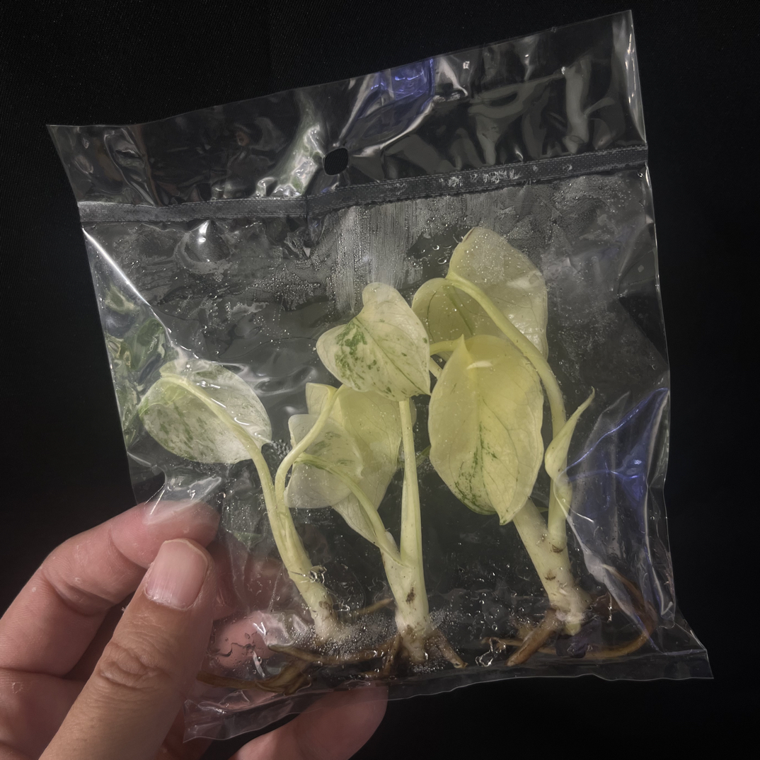 【森罗】白怪兽龟背竹，袋苗，一袋三颗（偏远地区不包邮）