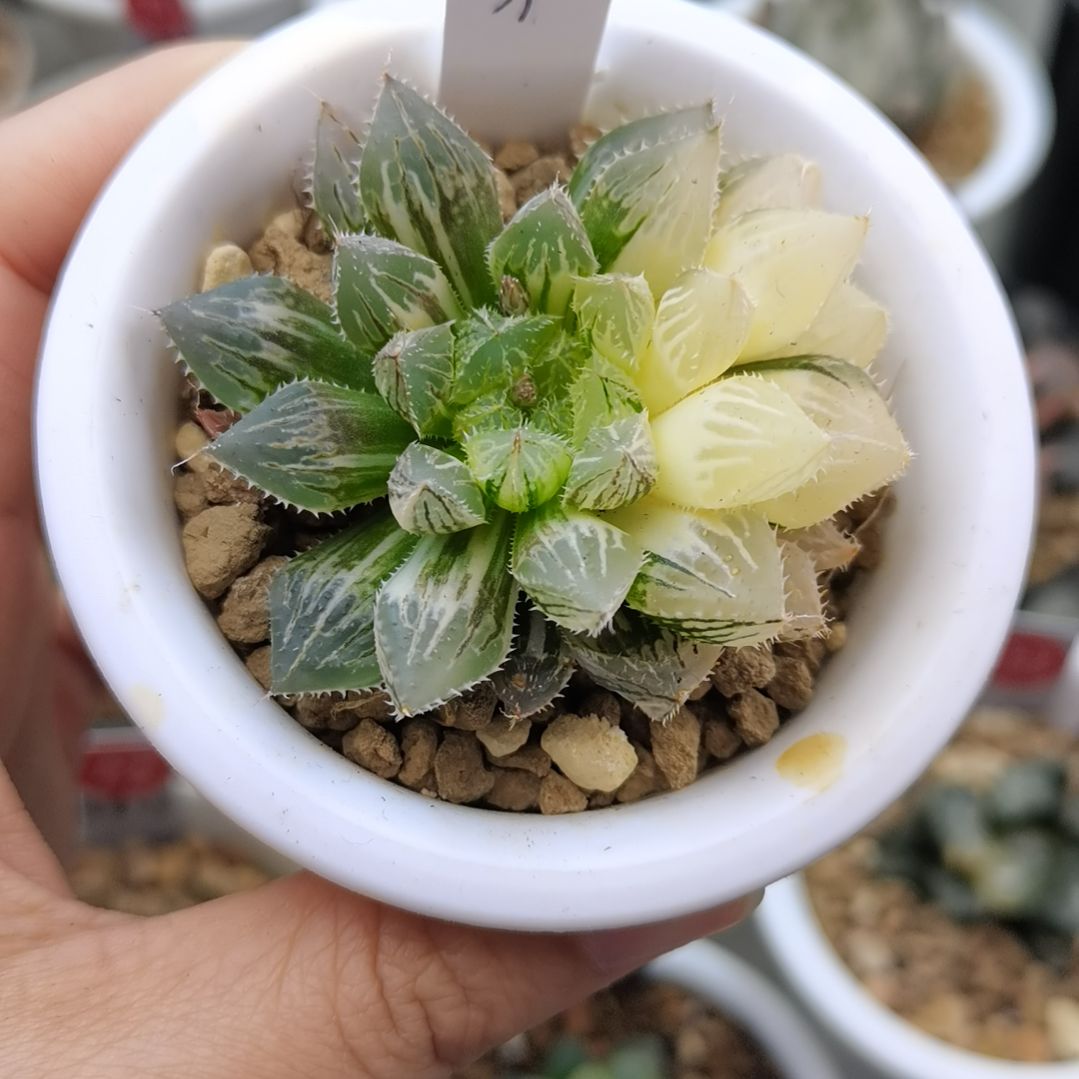 31号楼兰锦一物一拍带盆土发货满38包邮