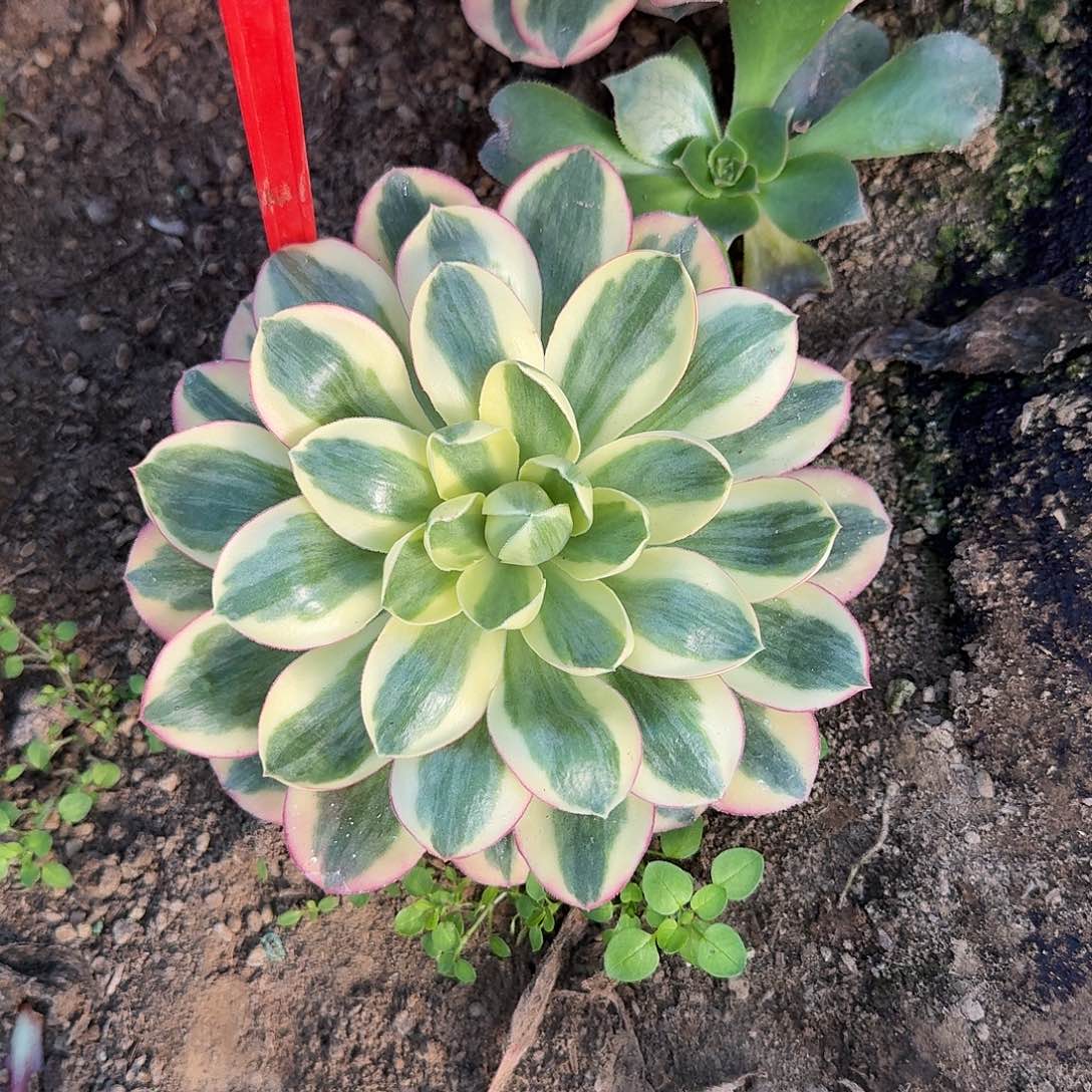 3-8468如意多肉法师铭文