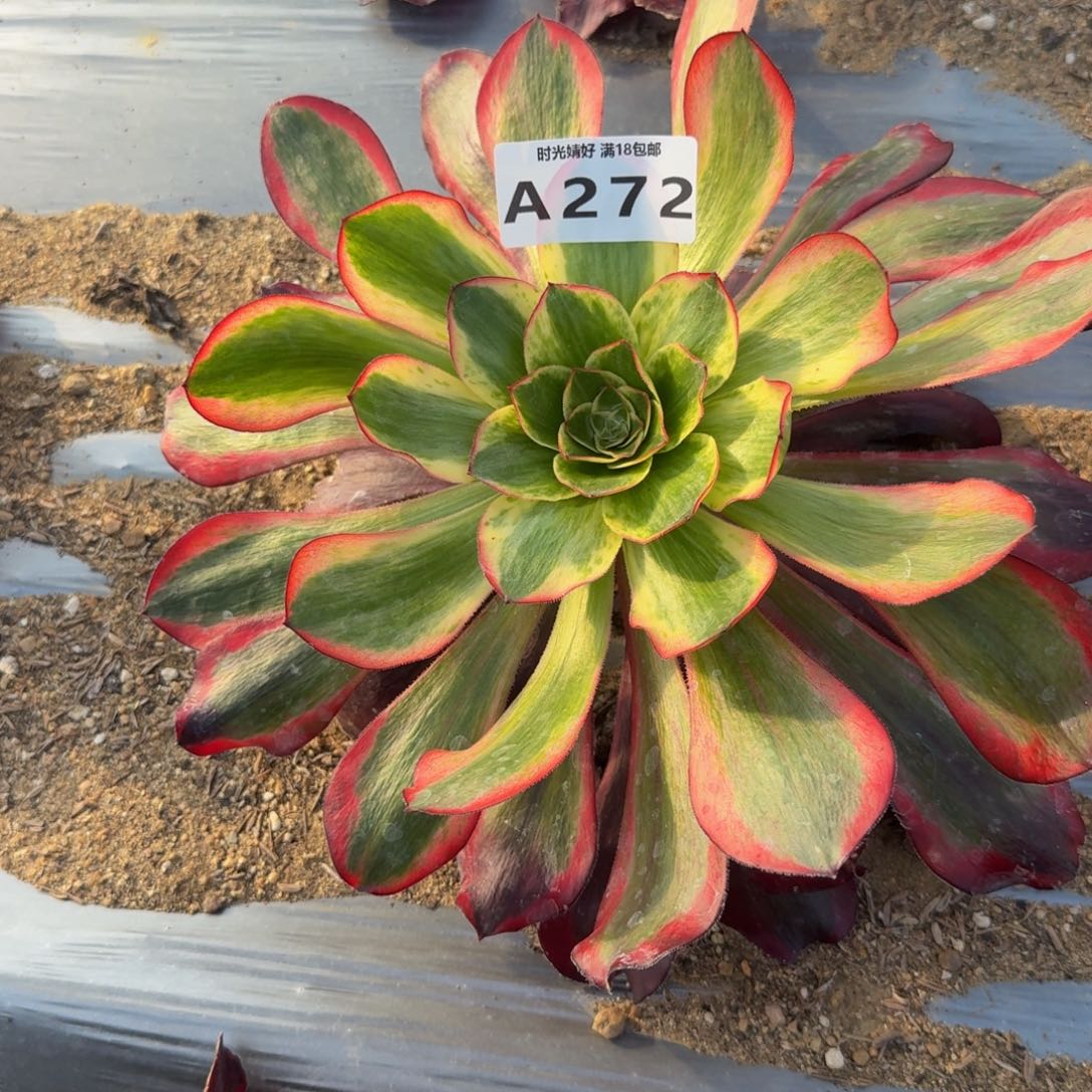 —***良272巫毒白 多肉植物