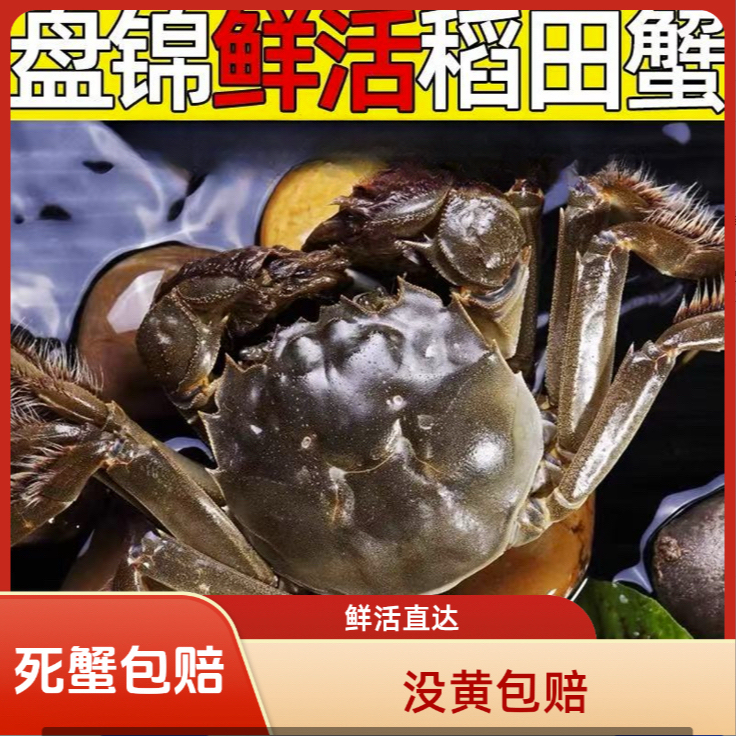 【活蟹】盘锦河蟹 全母蟹 1.1-0.8两/只 拍20只送10只到手30只 陆运